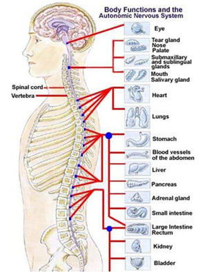 spine graphic palos chiro