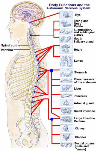 Chiropractic